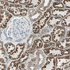 Immunohistochemical staining of human kidney shows strong granular cytoplasmic positivity in tubules.