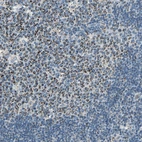 Immunohistochemical staining of human lymph node shows strong granular cytoplasmic positivity in germinal center cells.