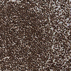 Immunohistochemical staining of human tonsil shows strong nuclear positivity in germinal center cells.