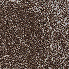 Anti-MTA2 Antibody