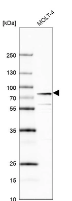 Western blot analysis in human cell line MOLT-4.