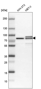 Western blot analysis in mouse cell line NIH-3T3 and rat cell line NBT-II.