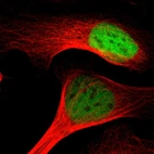 Immunofluorescent staining of human cell line U-2 OS shows localization to nucleoplasm.