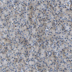 Anti-HCFC2 Antibody