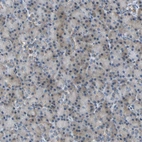 Immunohistochemical staining of human pancreas shows weak cytoplasmic positivity in exocrine glandular cells.