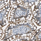 Immunohistochemical staining of human small intestine shows moderate cytoplasmic positivity in glandular cells.