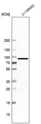 Western blot analysis in human cell line U-138MG.