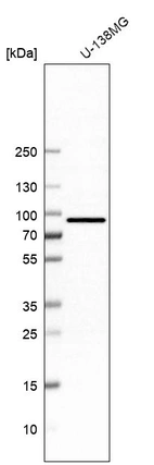 Western blot analysis in human cell line U-138MG.