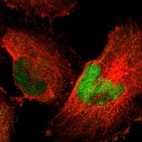 Immunofluorescent staining of human cell line U-251 MG shows localization to nucleoplasm & cytosol.