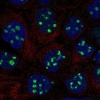 Anti-EMX1 Antibody