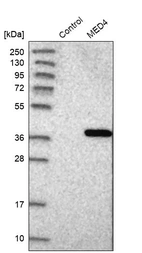 Western blot analysis in control (vector only transfected HEK293T lysate) and MED4 over-expression lysate (Co-expressed with a C-terminal myc-DDK tag (~3.1 kDa) in mammalian HEK293T cells, LY415456).