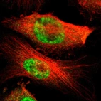 Immunofluorescent staining of human cell line U-251 MG shows localization to nucleoplasm.