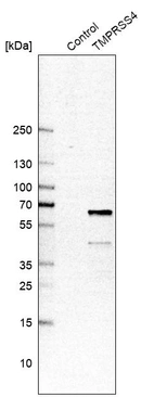 Anti-TMPRSS4 Antibody