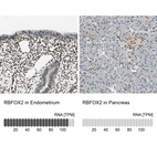 Anti-RBFOX2 Antibody