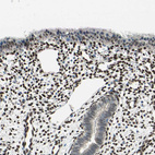 Anti-RBFOX2 Antibody