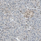 Immunohistochemical staining of human pancreas shows weak to moderate nuclear positivity in islets of Langerhans.