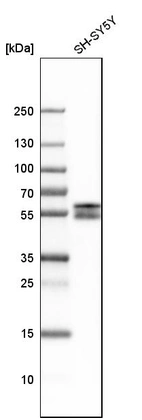 Western blot analysis in human cell line SH-SY5Y.