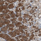 Anti-PI4KB Antibody