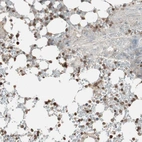 Anti-USP20 Antibody