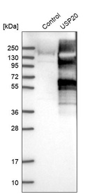 Western blot analysis in control (vector only transfected HEK293T lysate) and USP20 over-expression lysate (Co-expressed with a C-terminal myc-DDK tag (~3.1 kDa) in mammalian HEK293T cells, LY402002).