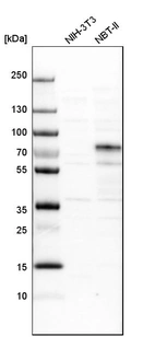 Western blot analysis in mouse cell line NIH-3T3 and rat cell line NBT-II.