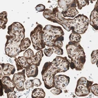 Immunohistochemical staining of human placenta shows strong cytoplasmic positivity in trophoblastic cells.