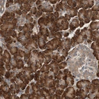 Immunohistochemical staining of human pancreas shows strong cytoplasmic positivity in exocrine glandular cells.