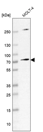 Western blot analysis in human cell line MOLT-4.