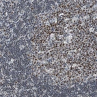 Immunohistochemical staining of human lymph node shows moderate to strong nuclear positivity in germinal center cells.