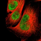 Immunofluorescent staining of human cell line U-251 MG shows localization to nucleus & cytosol.