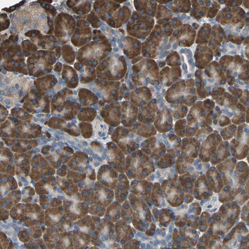 Anti-GPANK1 Antibody