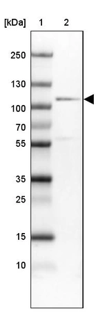 Lane 1: Marker [kDa] 250, 130, 100, 70, 55, 35, 25, 15, 10_br/_Lane 2: Human cell line U-251 MG