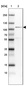 Anti-CDC5L Antibody