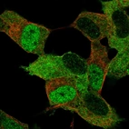 Immunofluorescent staining of human cell line SH-SY5Y shows localization to nucleoplasm & cytosol.