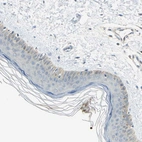 Immunohistochemical staining of human skin shows negative to very weak cytoplasmic positivity in squamous epithelial cells.