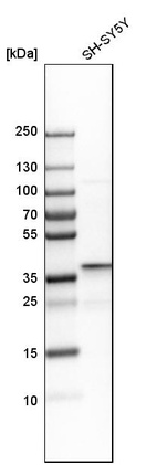 Western blot analysis in human cell line SH-SY5Y.