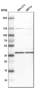 Western blot analysis in mouse cell line NIH-3T3 and rat cell line NBT-II.