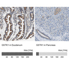 Anti-GSTK1 Antibody