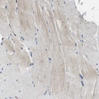 Immunohistochemical staining of human skeletal muscle shows weak granular cytoplasmic positivity in myocytes as expected.