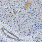 Anti-GSTK1 Antibody