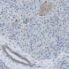 Immunohistochemical staining of human pancreas shows weak granular cytoplasmic positivity in islets of Langerhans as ecxpected.