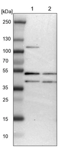 Lane 1: NIH-3T3 cell lysate (Mouse embryonic fibroblast cells)_br/_Lane 2: NBT-II cell lysate (Rat Wistar bladder tumour cells)