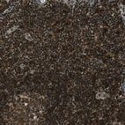 Immunohistochemical staining of human lymph node shows strong nuclear positivity in non-germinal center cells.