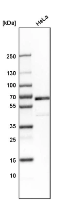 Western blot analysis in human cell line HeLa.
