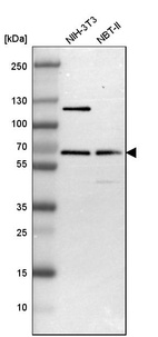 Western blot analysis in mouse cell line NIH-3T3 and rat cell line NBT-II.