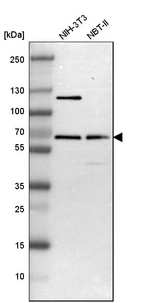 Western blot analysis in mouse cell line NIH-3T3 and rat cell line NBT-II.