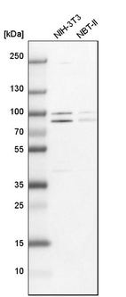 Western blot analysis in mouse cell line NIH-3T3 and rat cell line NBT-II.