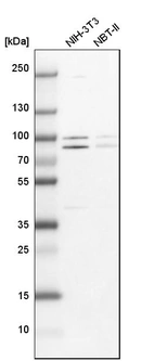 Western blot analysis in mouse cell line NIH-3T3 and rat cell line NBT-II.