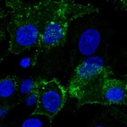 Immunofluorescent staining of human cell line Hep G2 shows localization to plasma membrane.