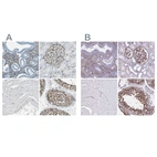 Immunohistochemical staining of human endometrium, kidney, skeletal muscle and testis using Anti-AKAP12 antibody HPA006344 (A) shows similar protein distribution across tissues to independent antibody HPA056230 (B).